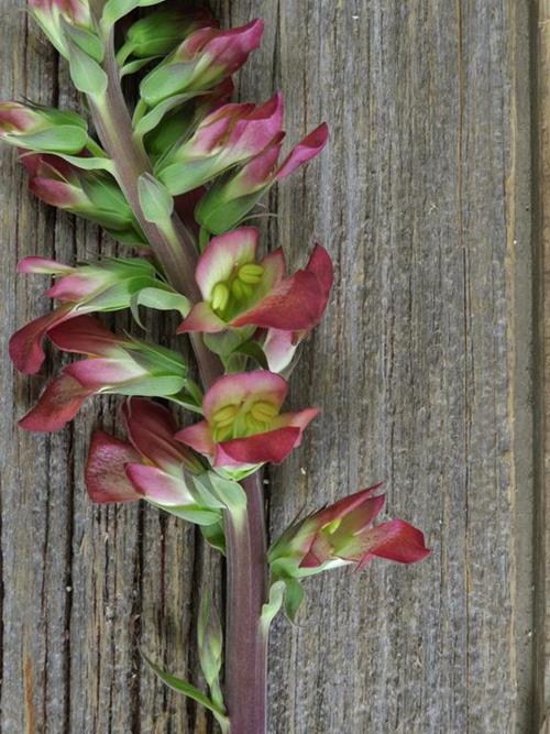 Digitalis Illumination Hot Pink Foxglove